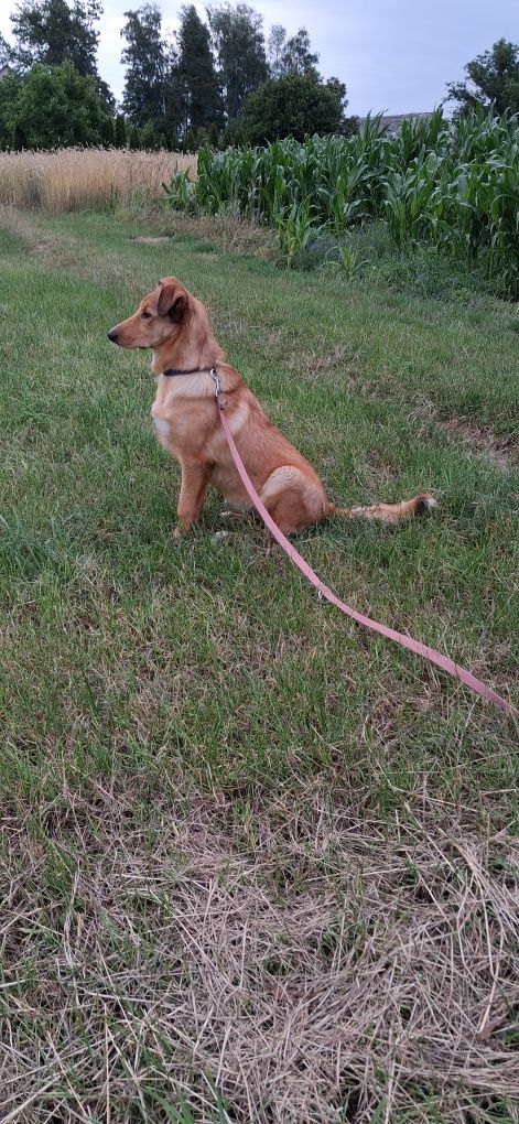 Oddam do adopcji szczenięta mix labradora