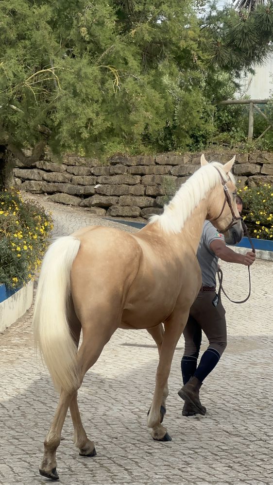 Cavalo Palomino  super mansinho ! Super gentle Palomino horse!