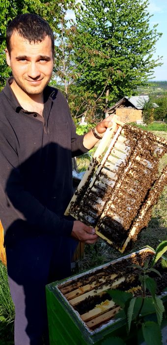 Продаж бджоломатки  карніка.