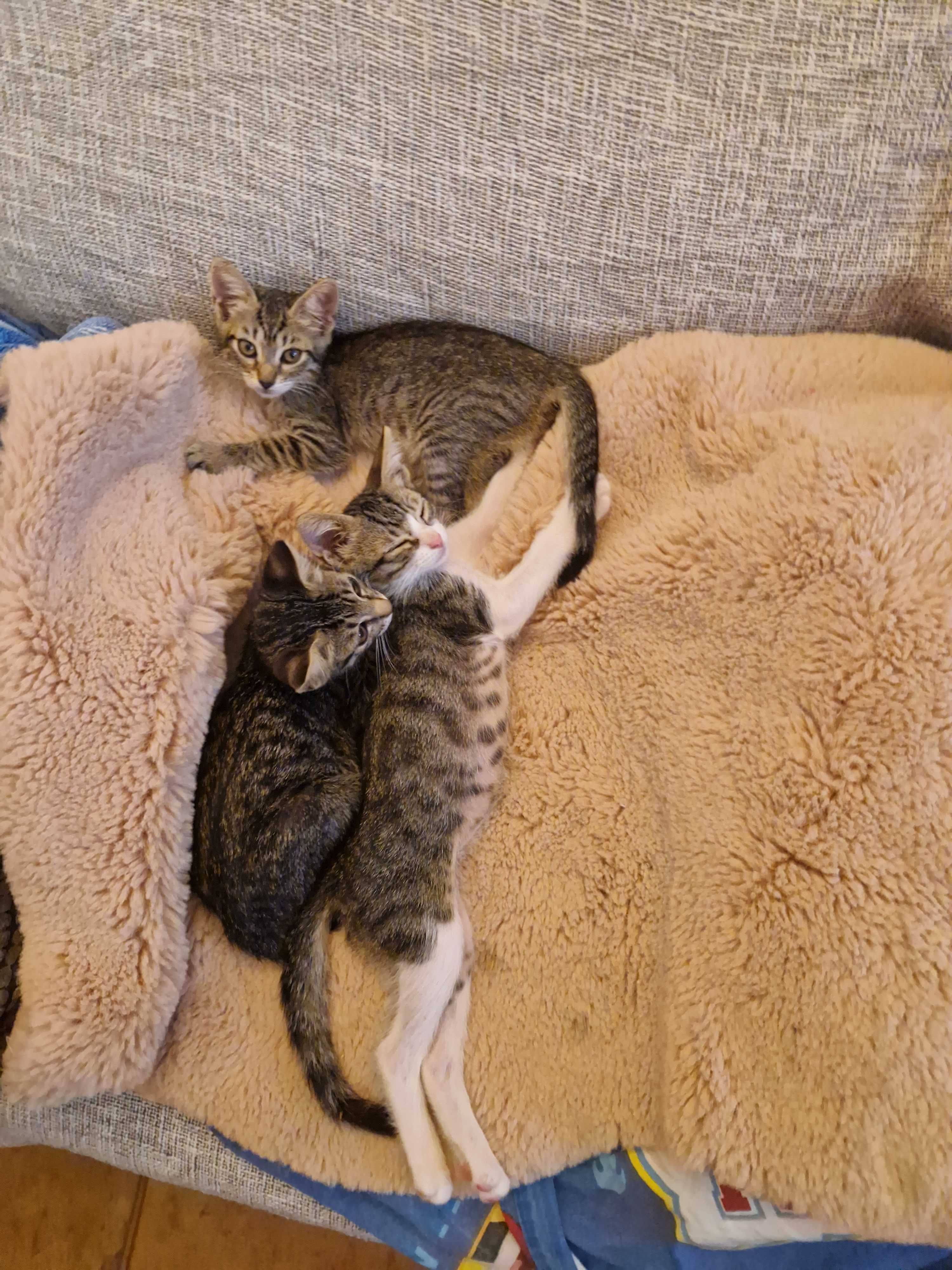 Gatinhos fofinhos para adopção