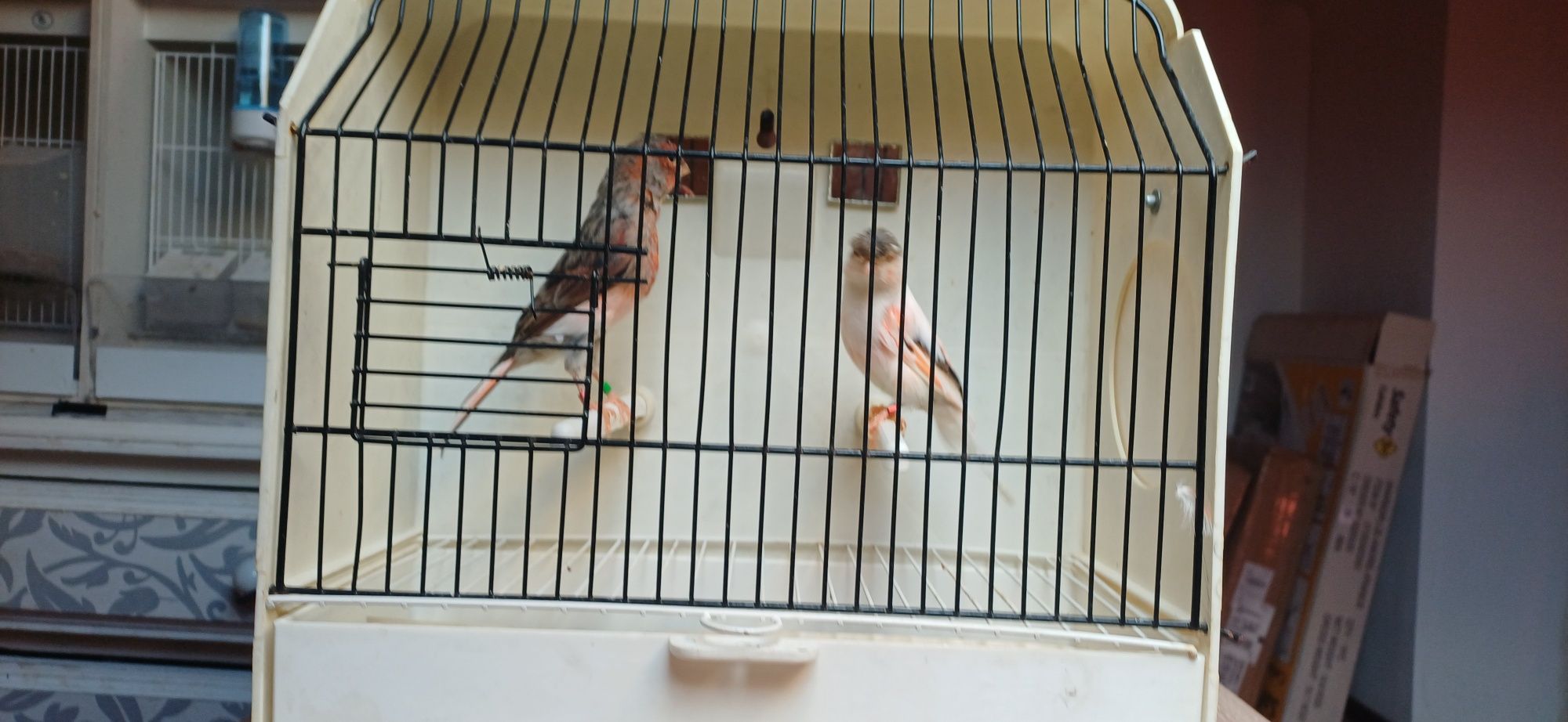 Canários Arlequins