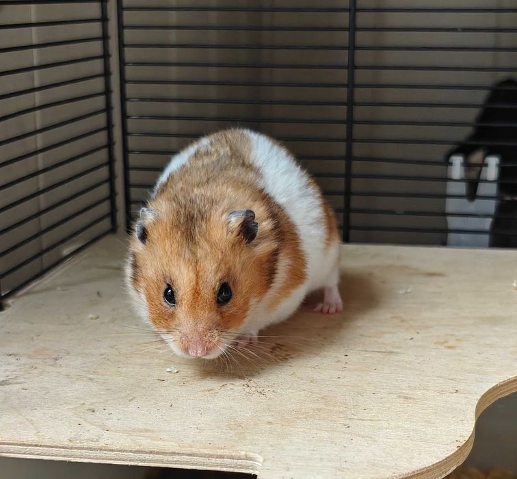 Chomik syryjski z klatką i wyposażeniem