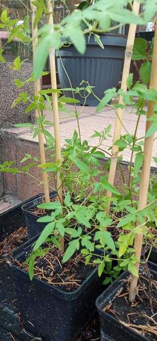 Bill MacKenzie Powojnik Clematis pnącze ogrodowe