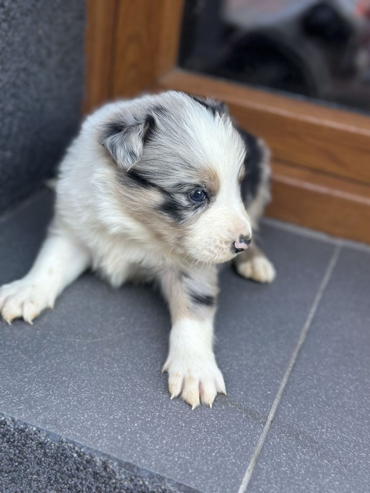 Piesek blue merle border collie