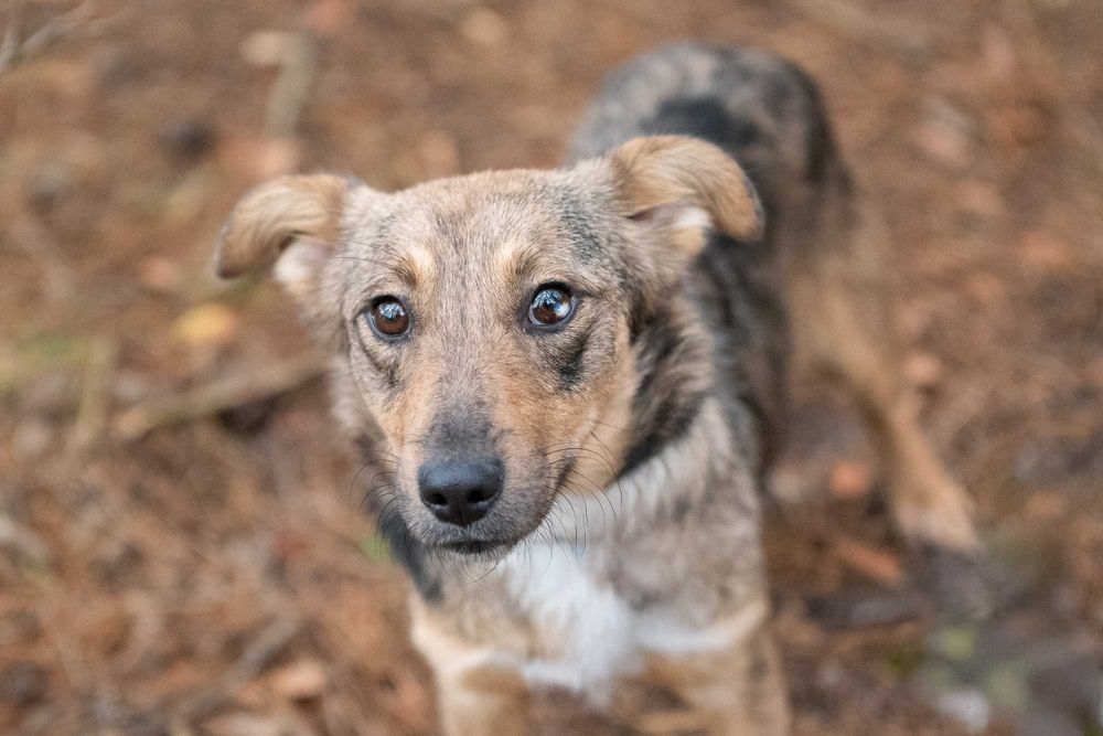 ALAYA - psi podrostek za kratami, sunia młodzinka ok. 10 miesięcy