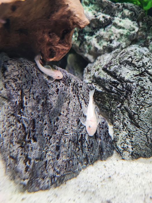 Zbrojnik Ancistrus L144 snow white, krótka płetwa