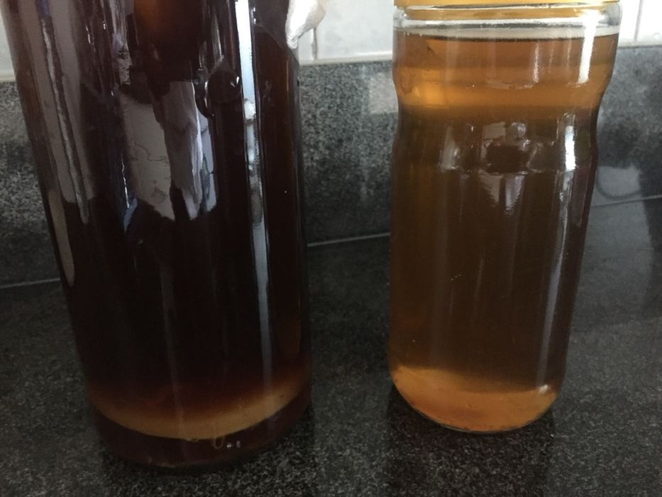 Disco scooby de kombucha