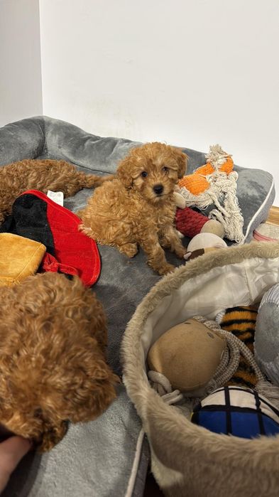 Piesek - Pudel miniatura