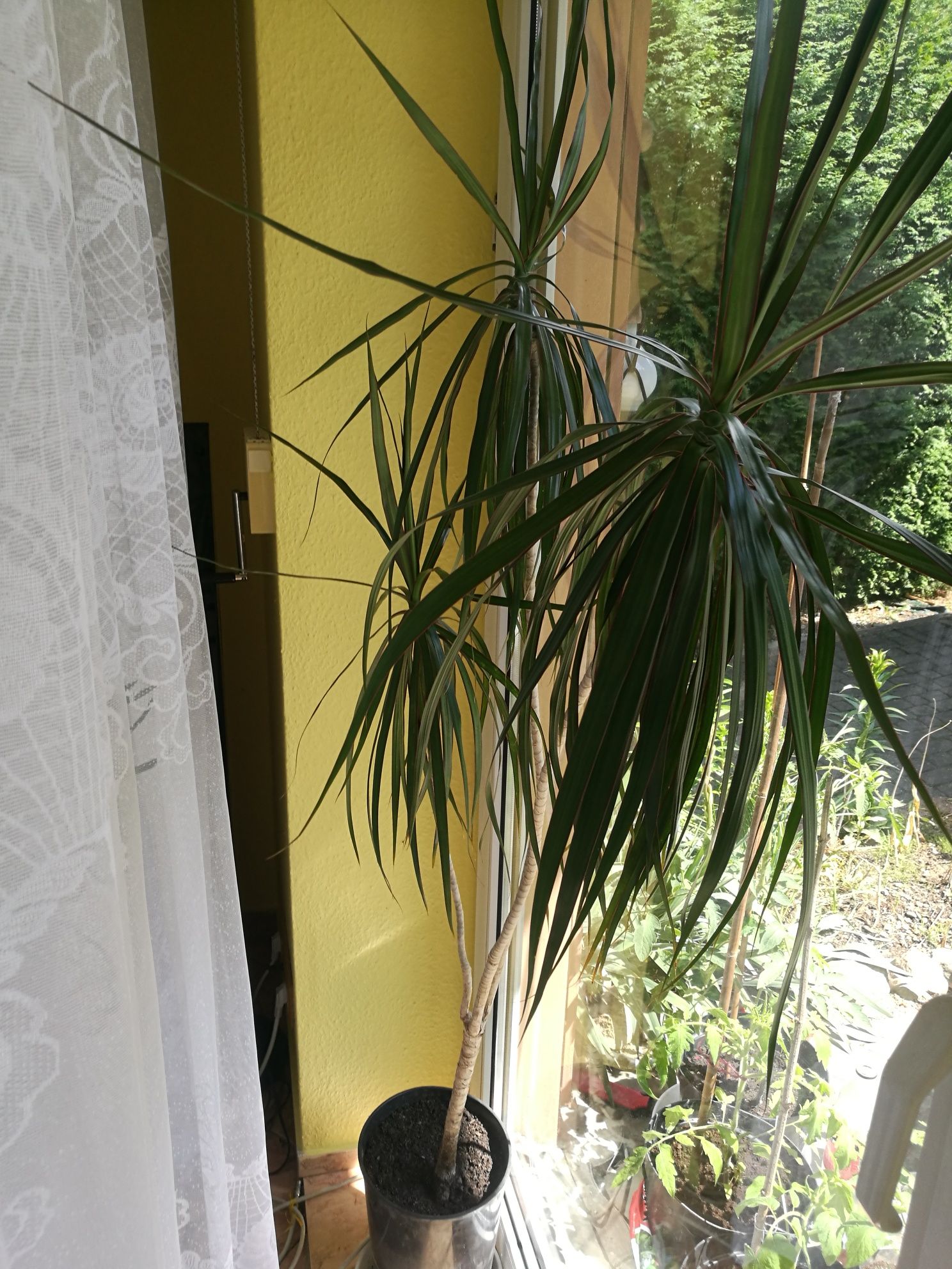 Sprzedam dracene e bardzo dobrym stanie