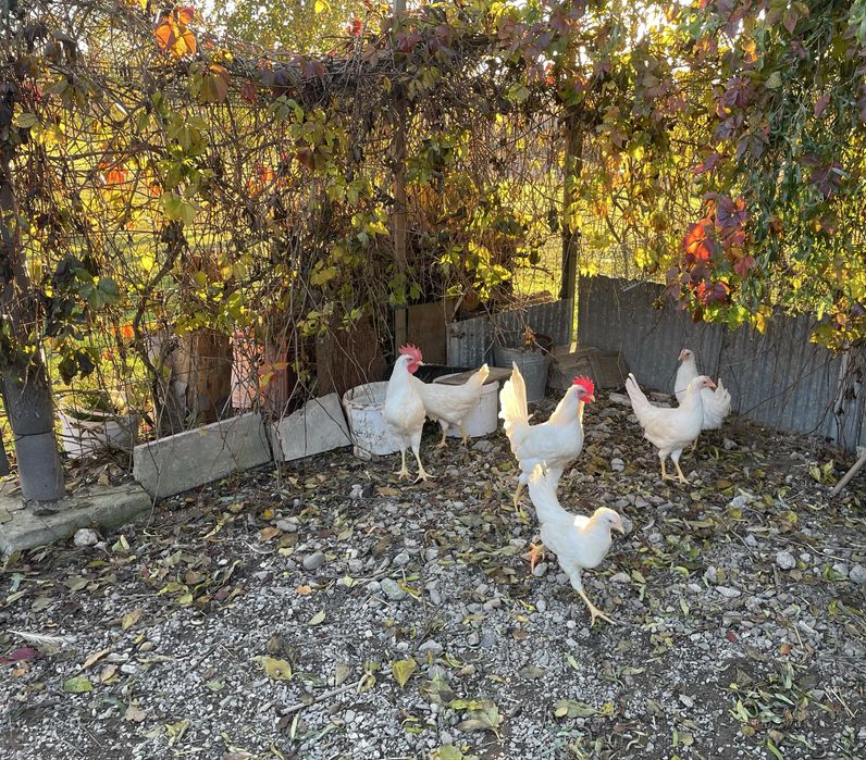 Kury i koguty Leghorn