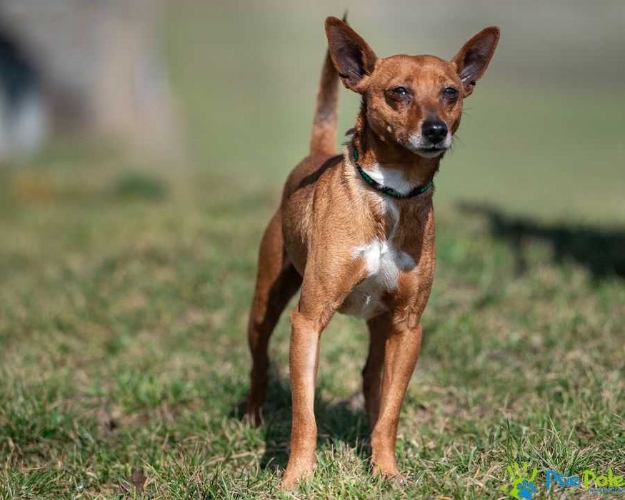 Malutki atletyczny psiak Kurierek