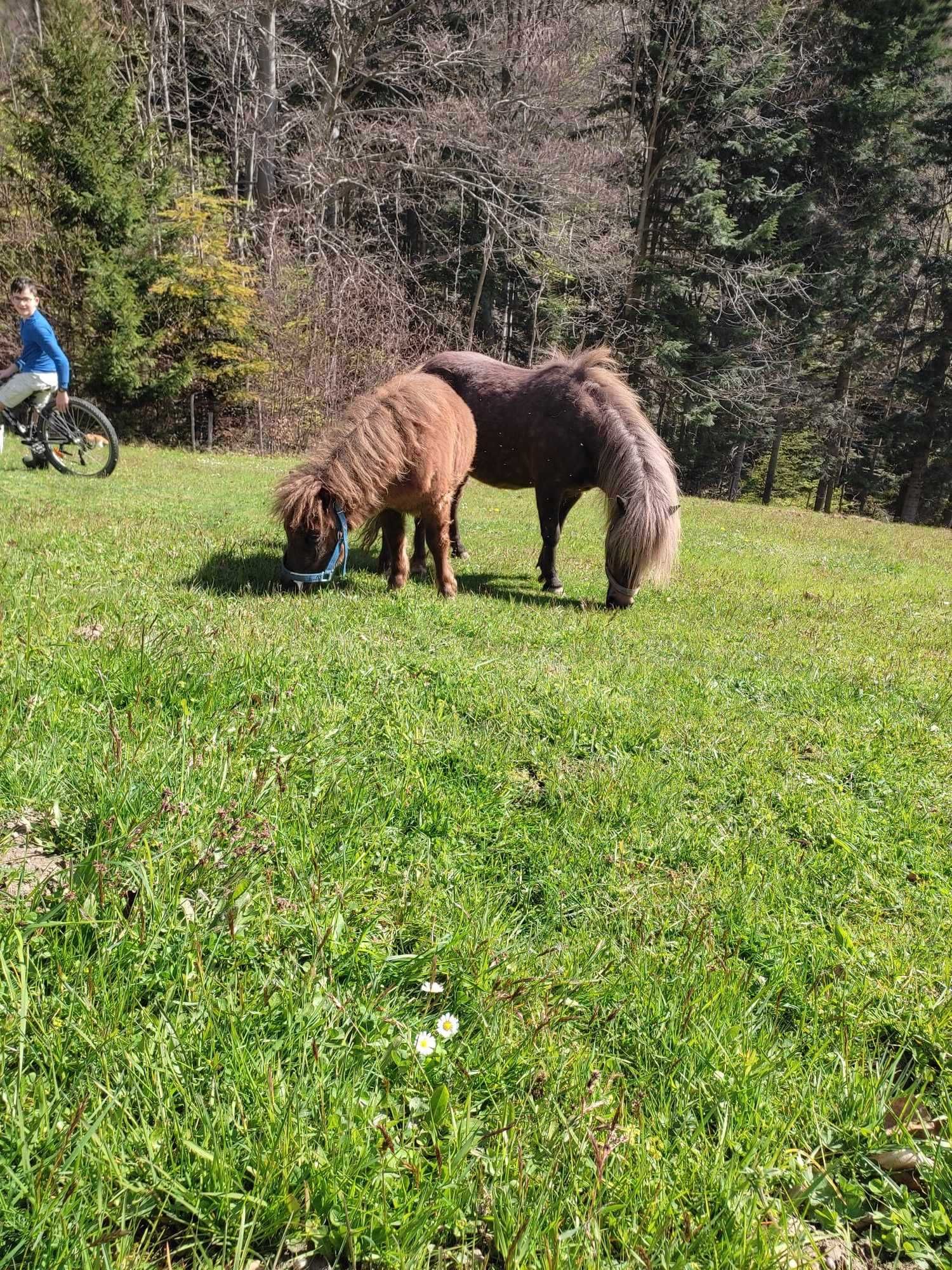 sprzedam kuca ogierka Keefstera