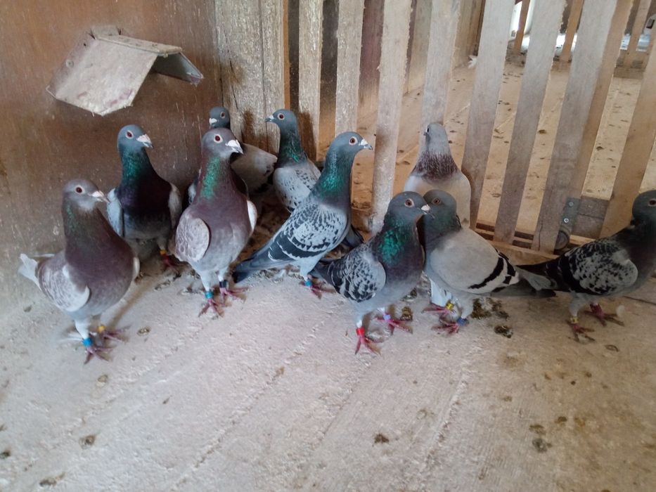 Sprzedam gołębie