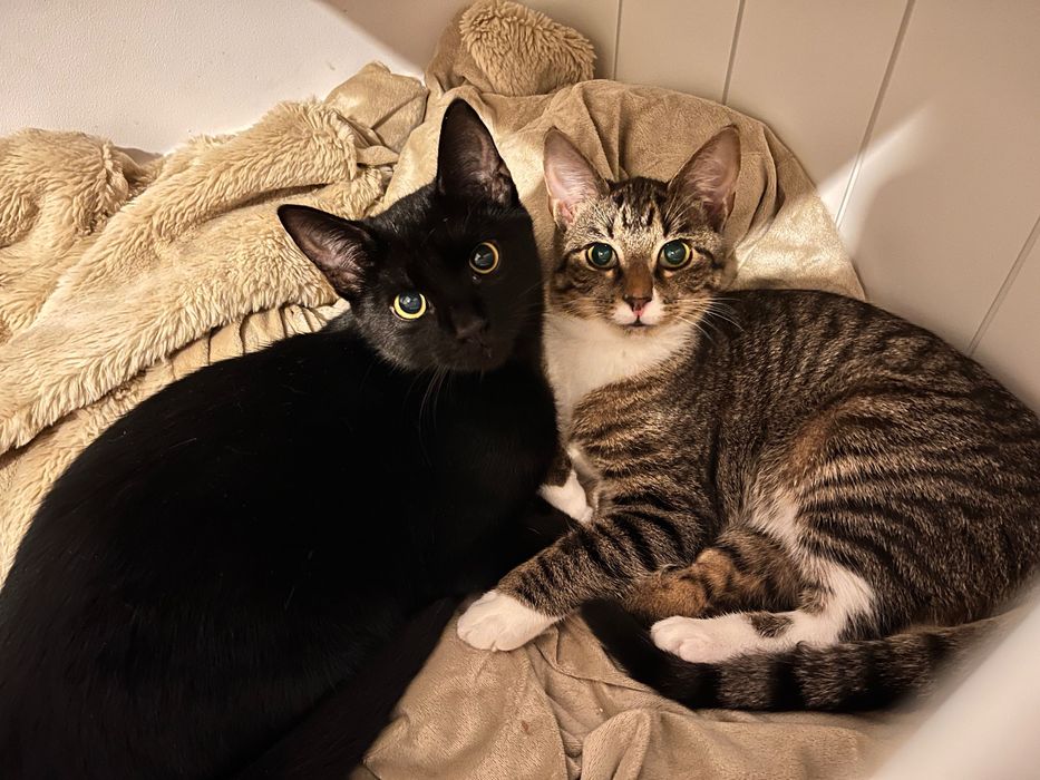 Cudowne, wysterylizowane siostry szukają domu