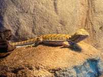 Agama brodata Pogona vitticeps