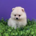 ляльковий ведмедик шоу классу
