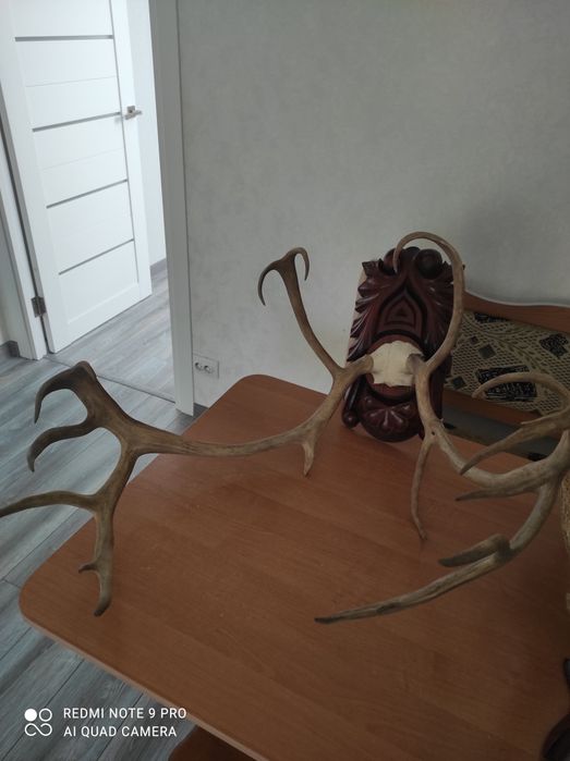 Продам роги оленя та лося.