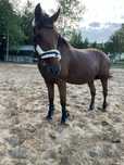 Ambitna klacz do jazdy