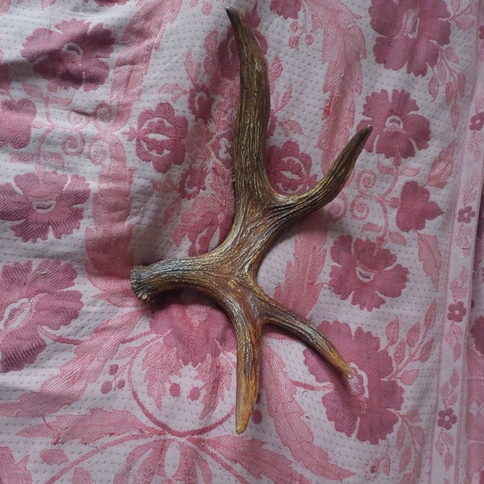 Рога оленя в гарному стані