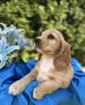 Cudowna złoto-biała sunia Cocker Spaniel Angielski z rodowodem