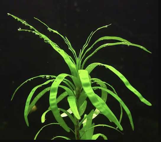 Eichornia Diversifolia blue (hiacynt wspaniały kwitnący), rarytas