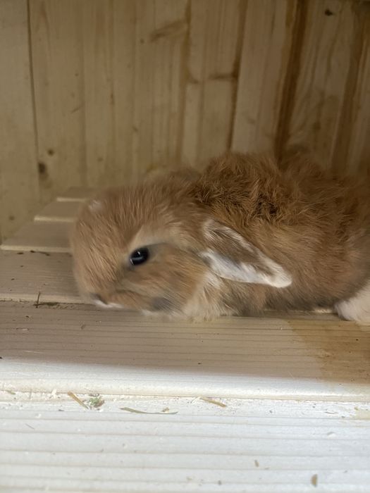 Карликовый, вислоухий мини баранчик ,кролик , домашний питомник