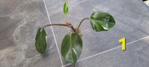 philodendron white knight