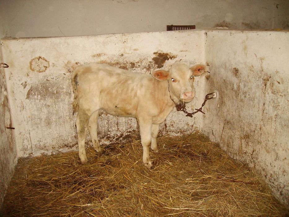 krowa i jałówki mięsne 3 miesięczne scharoles