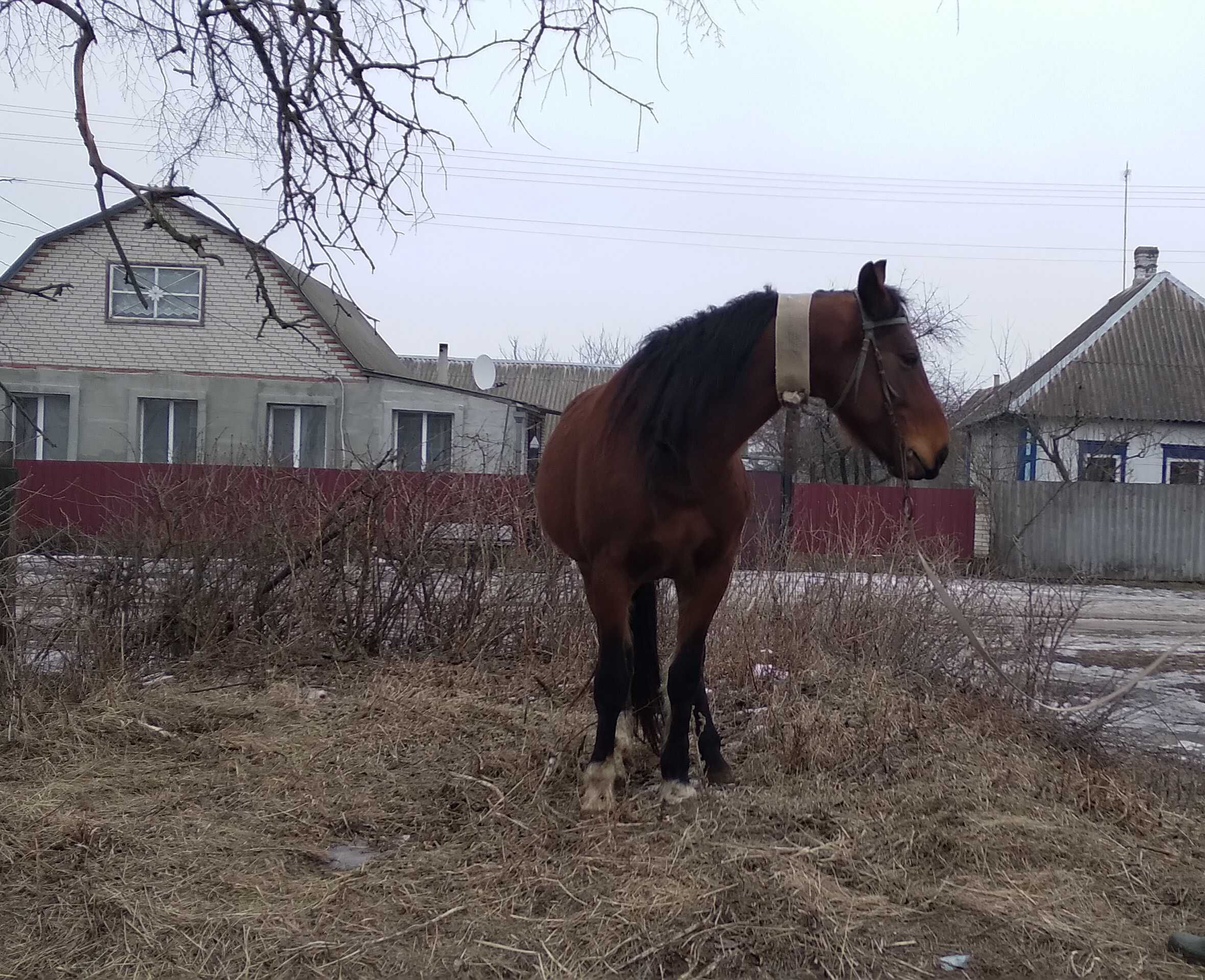 Продам жеребця орловської породи