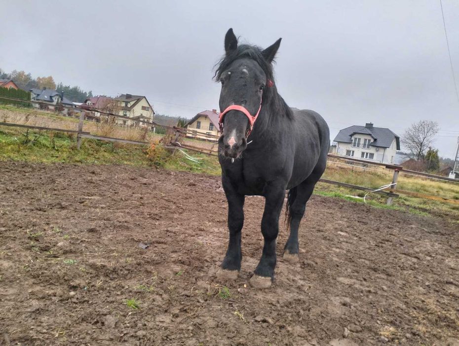 kary - zimnokrwisty - śmiga z furką