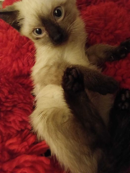 Gatinhos para adoção