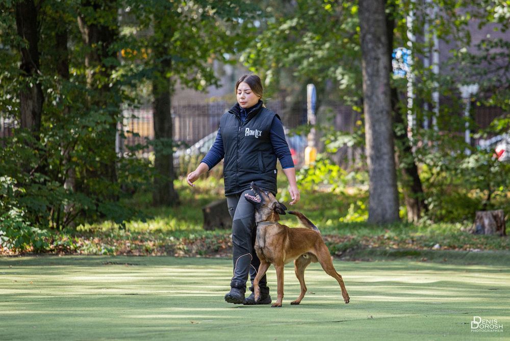 Кінолог (дресирування собак) Вінниця