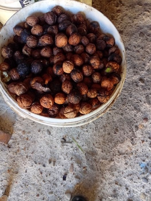 Orzechy tegoroczne 10kg