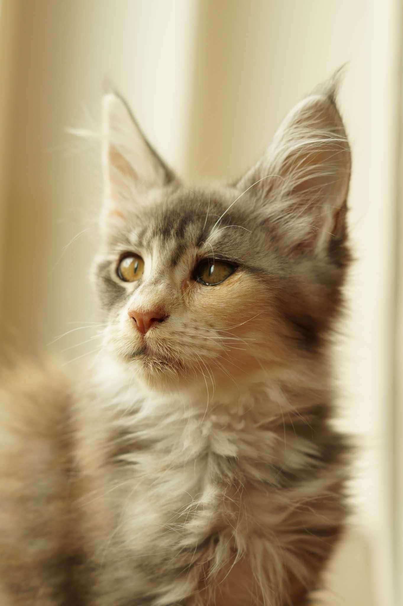 Sabrina niebieska szylkretka z bielą Maine Coon