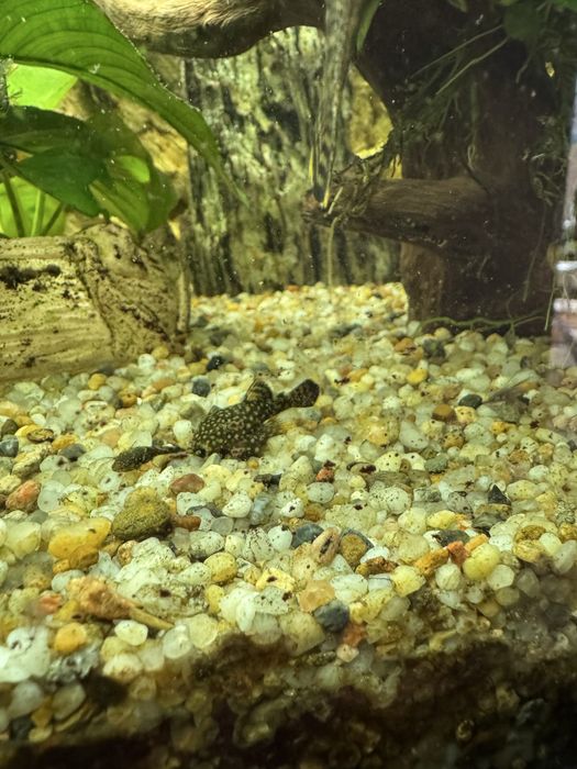 Glonojady - rozne rozmiary