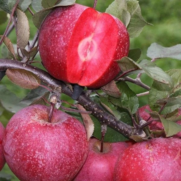 Продам саженці плодоаих дерев