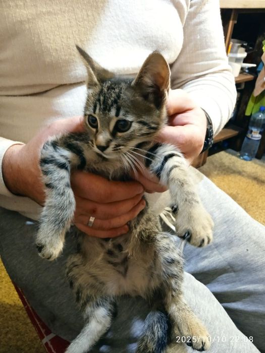 Маненьки котики шукають дім