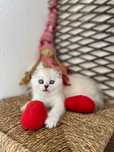 Gatinho Scottish Fold