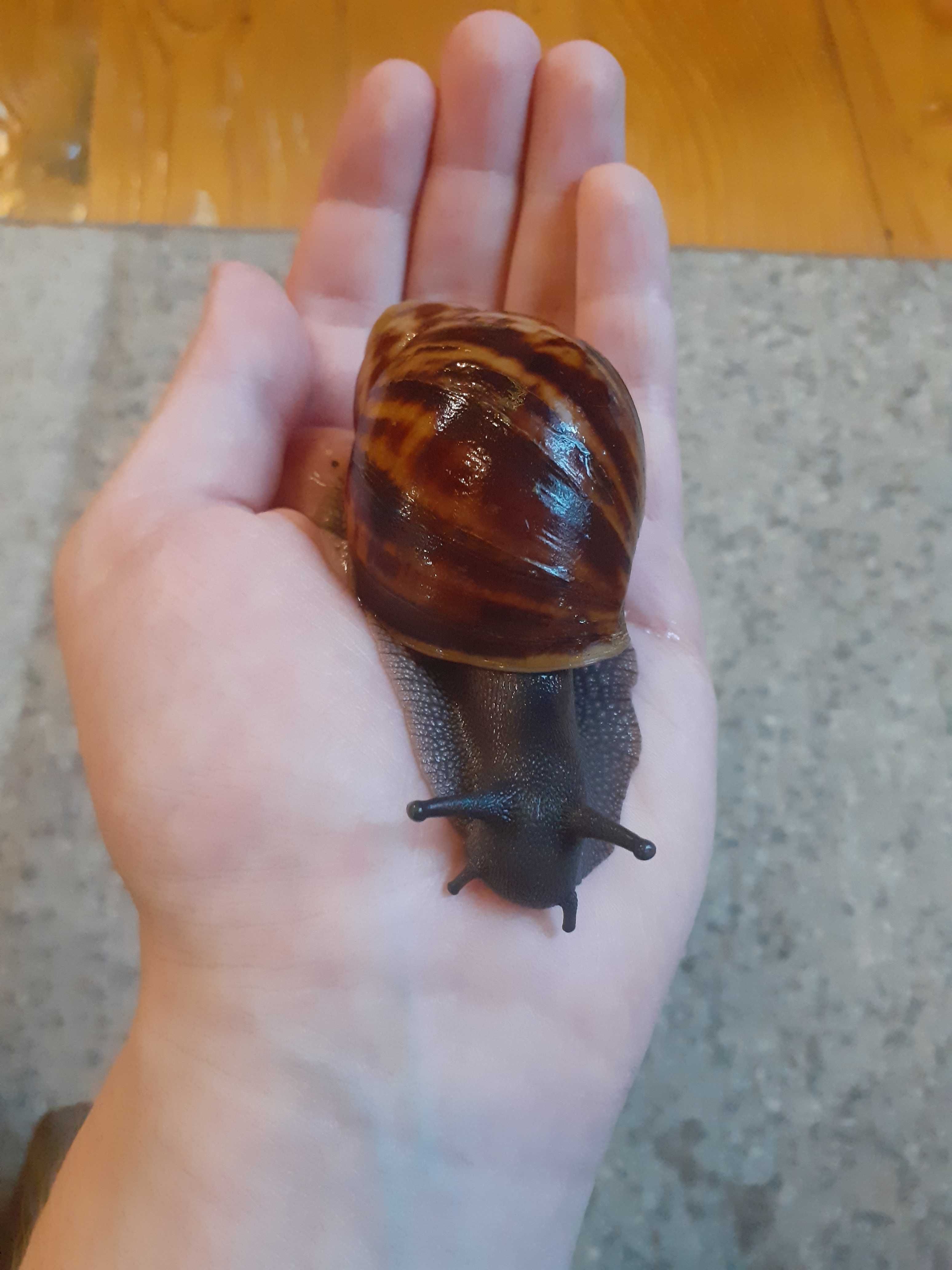 Ślimaki afrykańskie (Archachatina marginata) młode osobniki