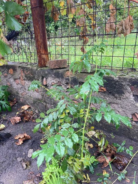 Продам Глицинию китайскую