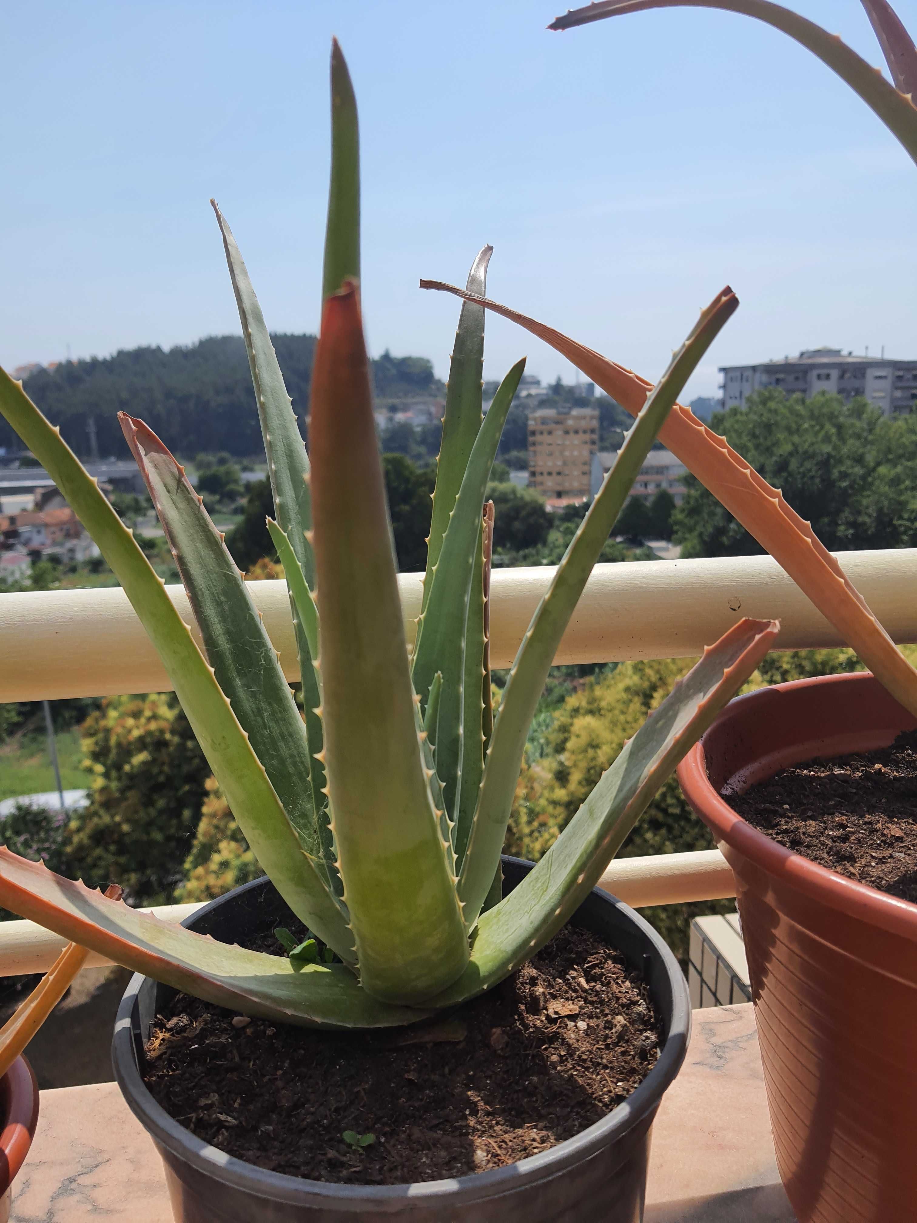 Planta aloe vera medicinal