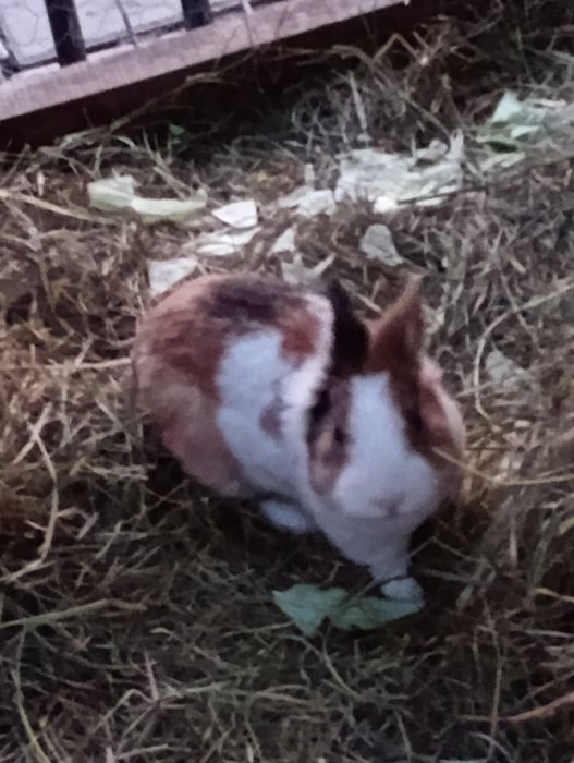 Króliki szukają nowego domu