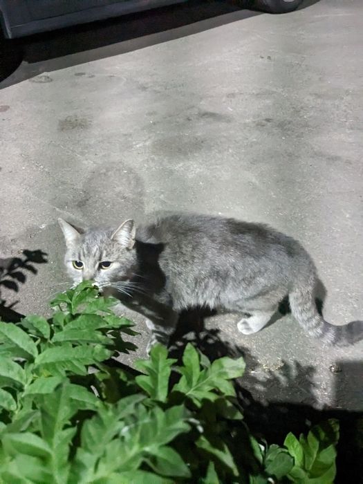 Кіт кастрований сірий