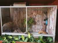 Terrario para reptil