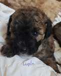 Bichpoo/ poochon.  Chłopczyk Lupin. Pudel/ bichon frise