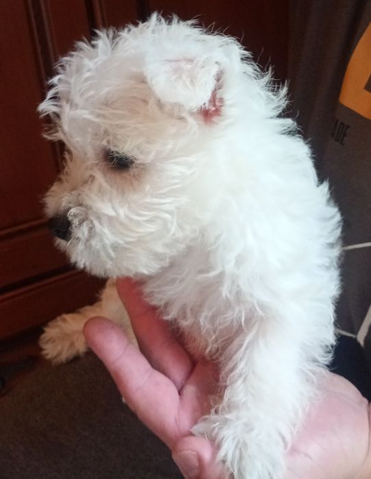 Szczeniaczek West highland white terrier