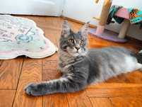 Maine coon masywna niebieska pręgowana koteczka z rodowodem FPL