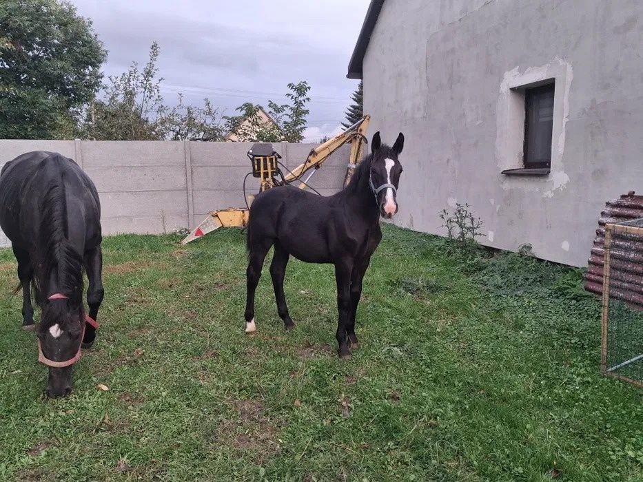 Sprzedam ogierka Śląskiego