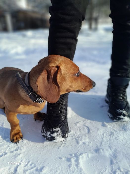 Молодой Арчик ищет невесту