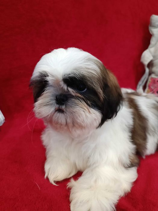 Неймовірні дівчата ши тцу у найкращі ручки КСУ ( FCI )